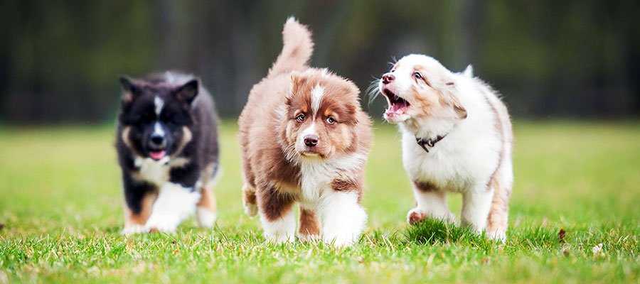 The Importance of Socializing Your Puppy: Tips for a Well-Adjusted Dog