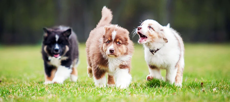 Socializing Your Puppy