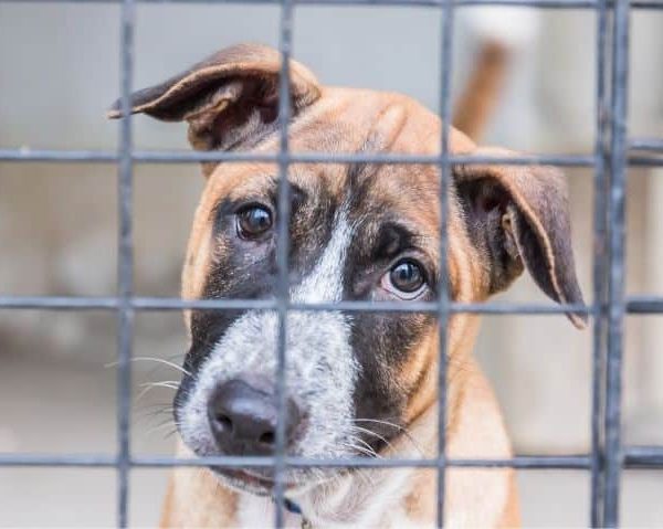 shelter dog adoption