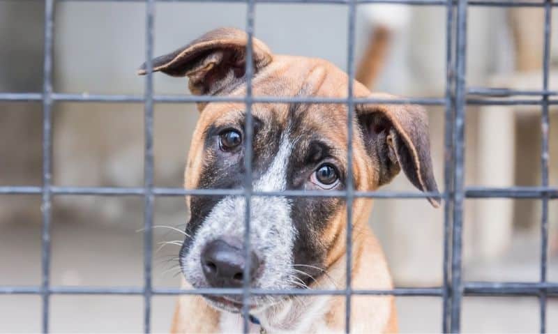 The Joy of Shelter Dog Adoption: Heartwarming Stories and Tips