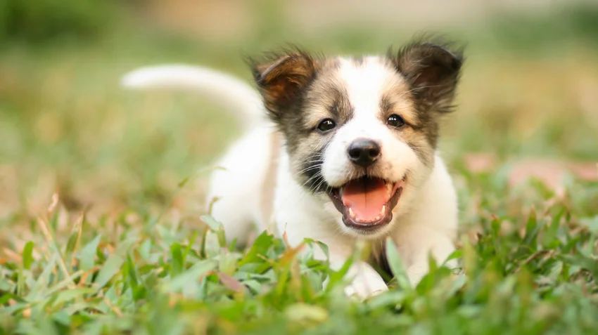 pet matchmaker