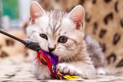 cat happy