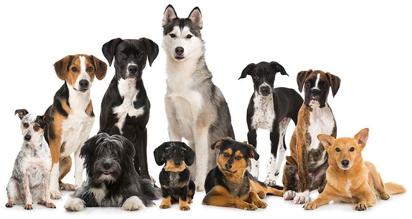 Choosing the Right Breed: Factors to Consider Before Adopting a Dog