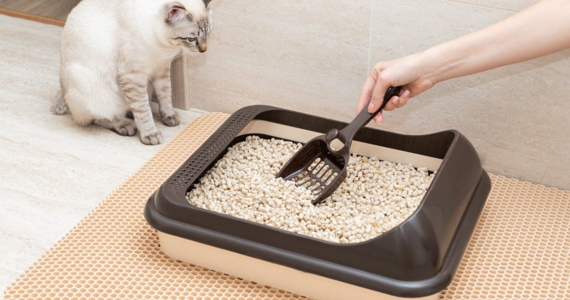 Cat Litter Box Solutions: Preventing Accidents and Encouraging Use