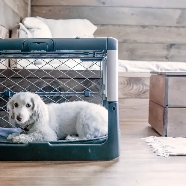 Crate Training Your Dog