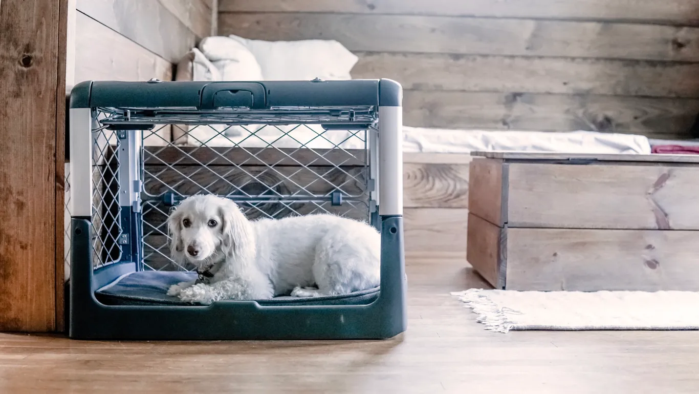 Crate Training Your Dog