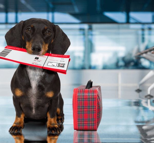 international pet travel