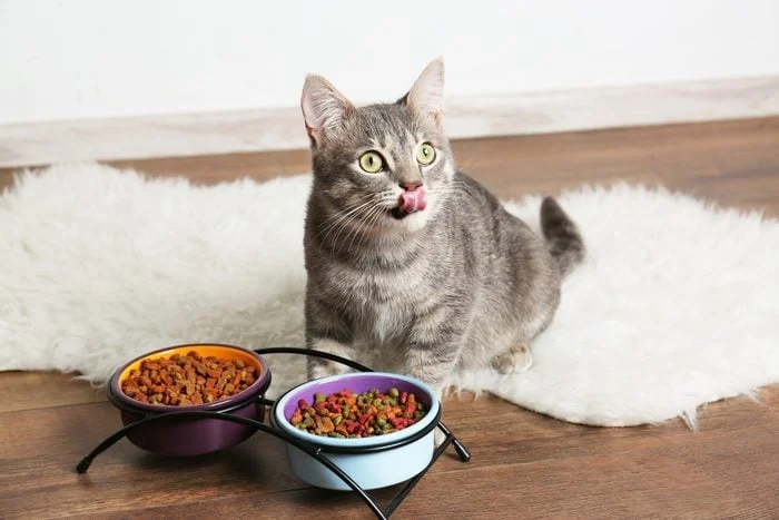Feeding Your Cat: Essential Guidelines for a Balanced Feline Diet