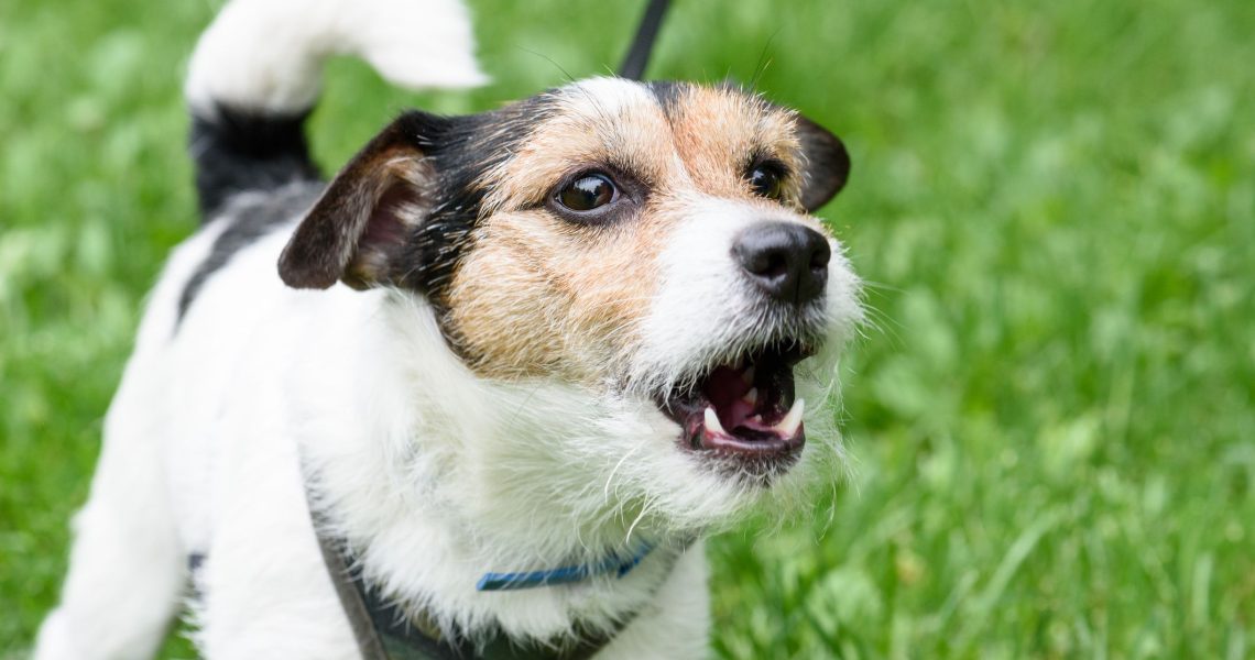 How to Stop Your Dog from Barking Excessively: Effective Strategies and Techniques 2 How to Stop Your Dog from Barking Excessively: Effective Strategies and Techniques