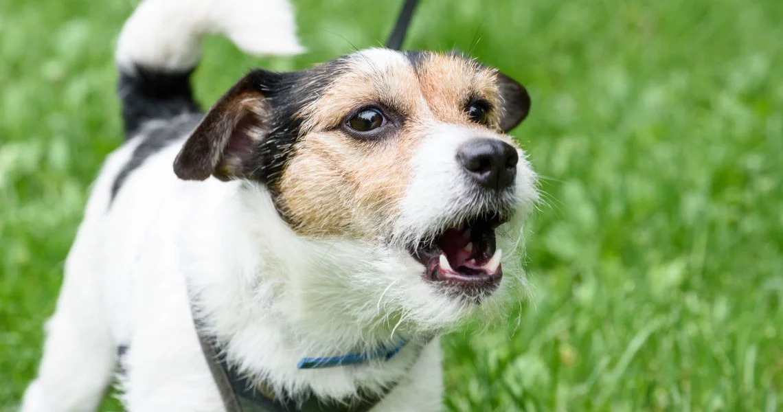 How to Stop Your Dog from Barking Excessively: Effective Strategies and Techniques