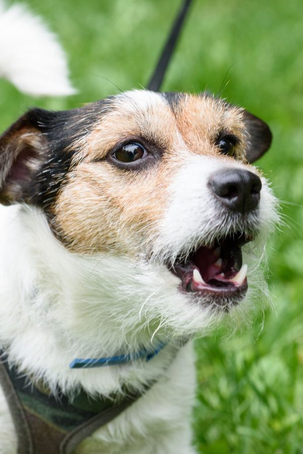 Barking Excessively