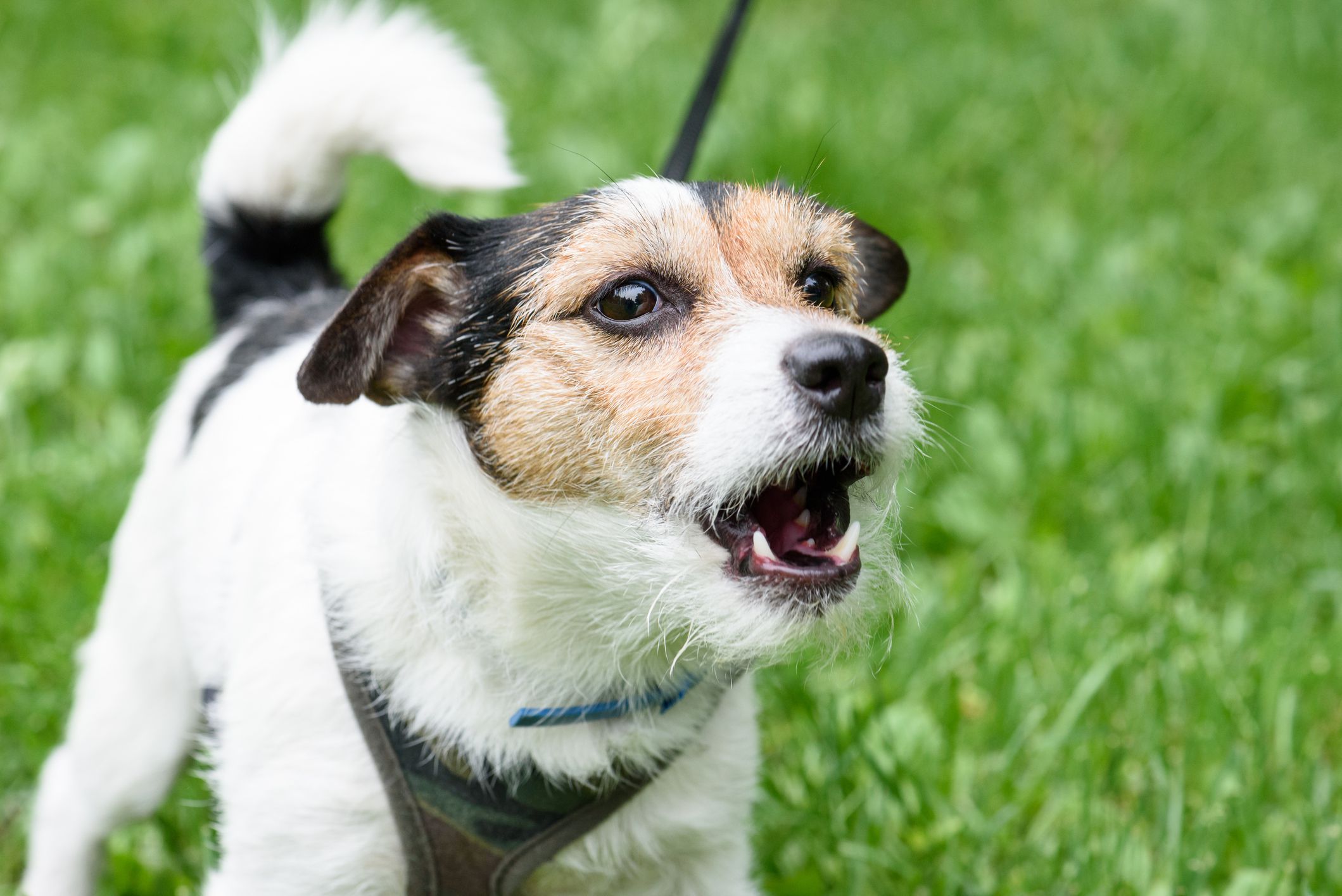Barking Excessively