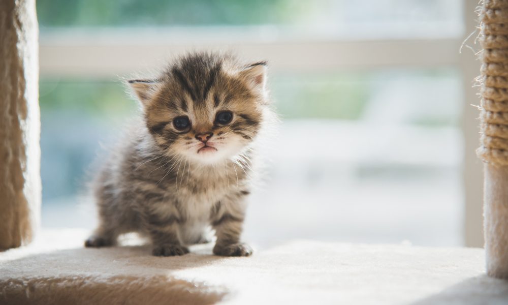 Essential Tips for Bringing Home a New Kitten: A Complete Guide