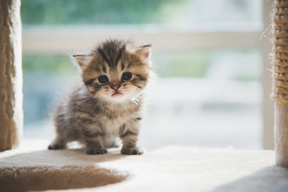 new kitten