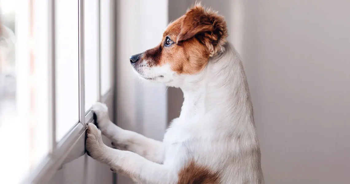 Helping Your Pet Overcome Fear and Anxiety: Techniques for a Happier Pet