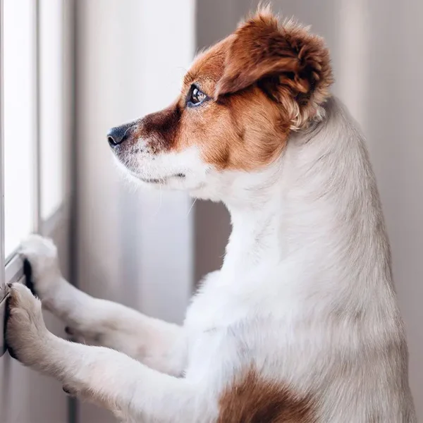 Helping Your Pet Overcome Fear and Anxiety