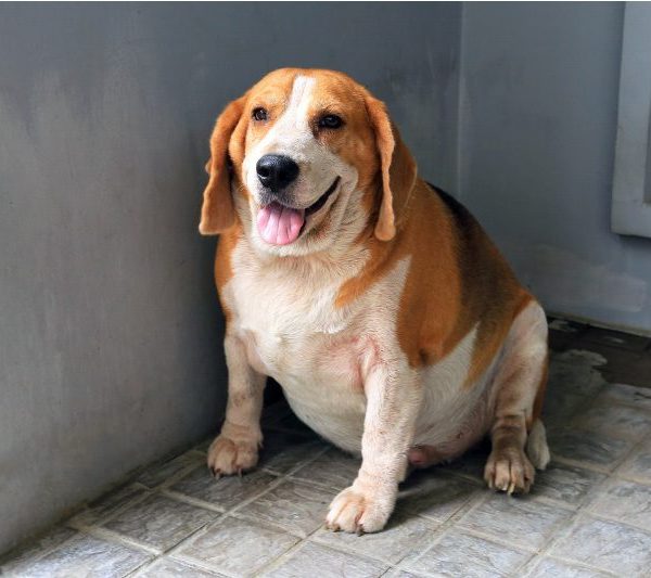 overweight pets, overweight pet,