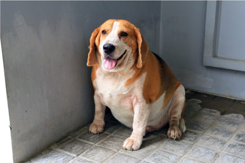 overweight pets, overweight pet,