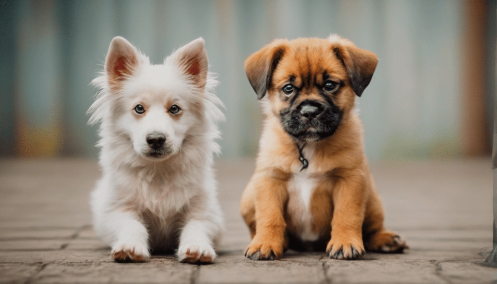 adoption vs buying