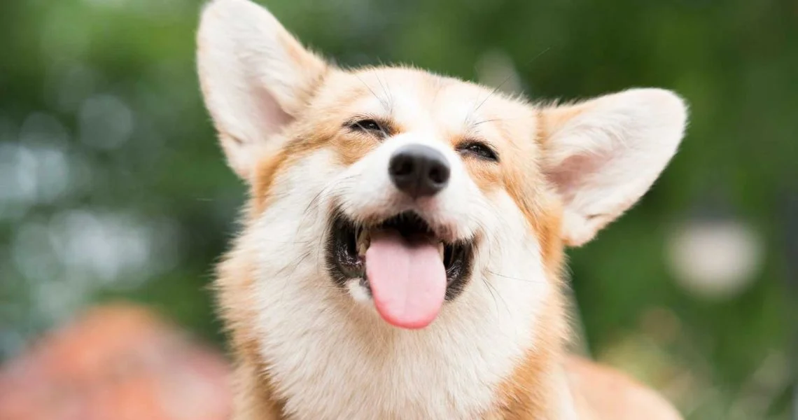 Dealing with Separation Anxiety in Pets: Tips for a Calmer and Happier Pet
