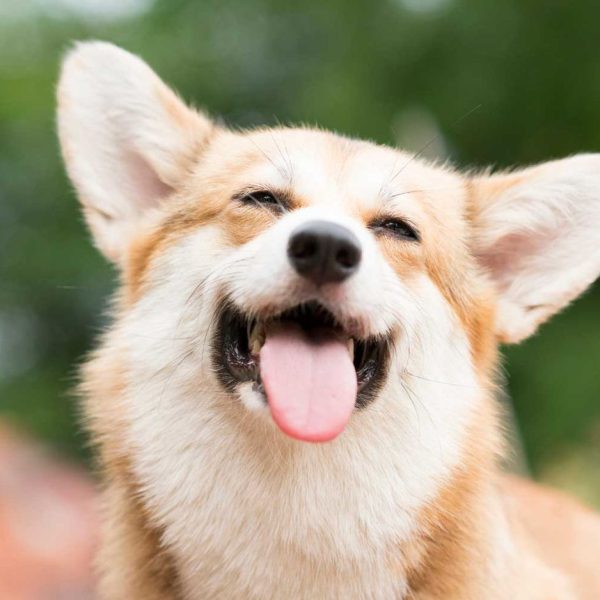 Separation Anxiety in Pet