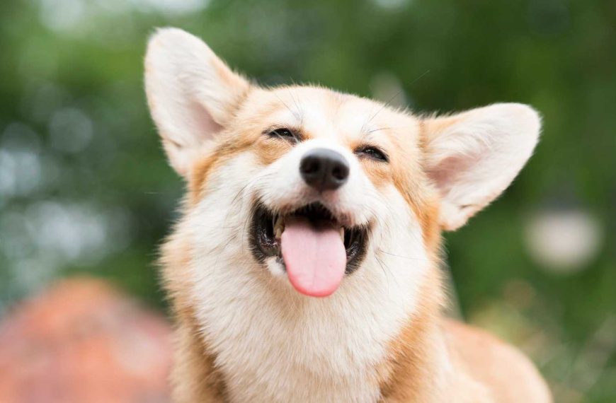 Separation Anxiety in Pet