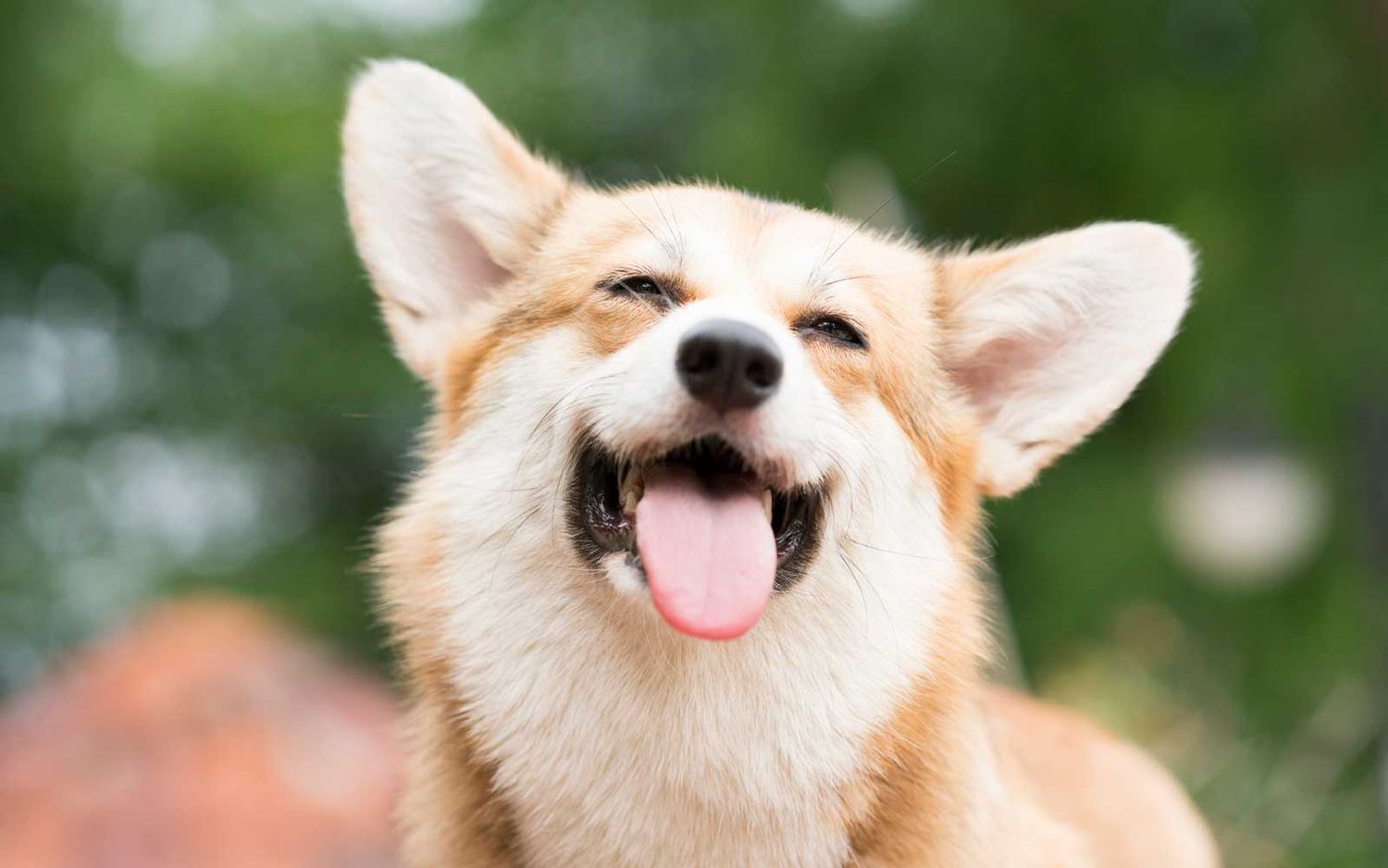 Separation Anxiety in Pet