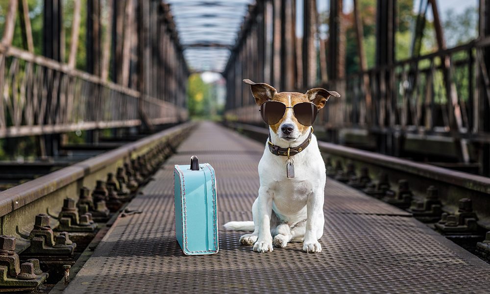 Traveling with Your Dog: Essential Tips for a Smooth Journey 1 Traveling with Your Dog: Essential Tips for a Smooth Journey