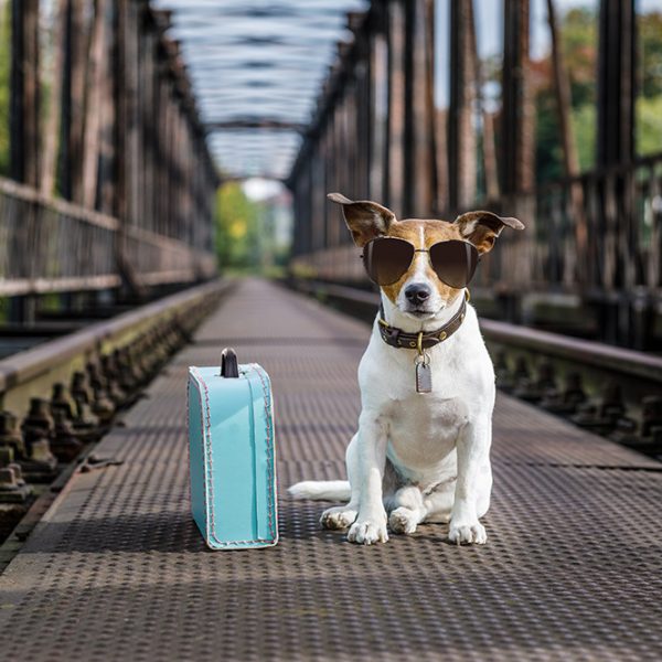 Traveling with your dog