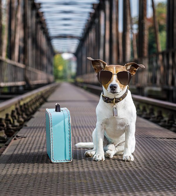Traveling with your dog