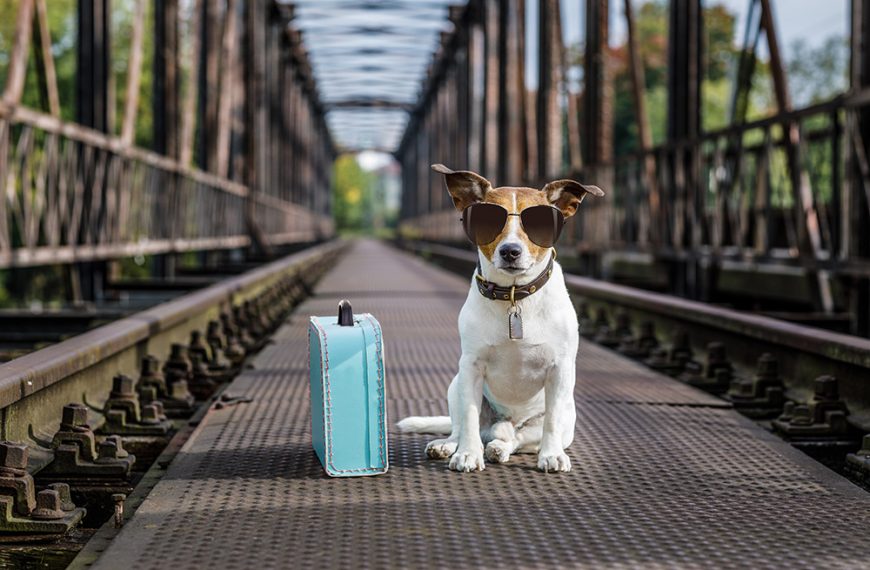 Traveling with your dog