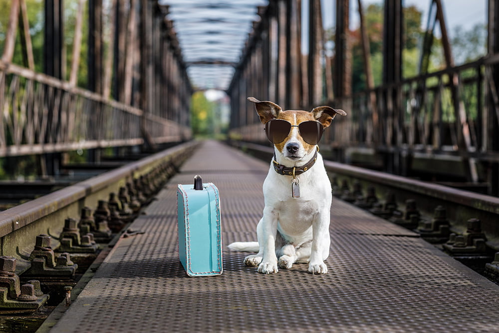 Traveling with your dog