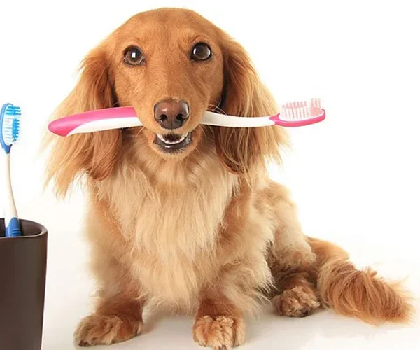 Dental Care for Pets