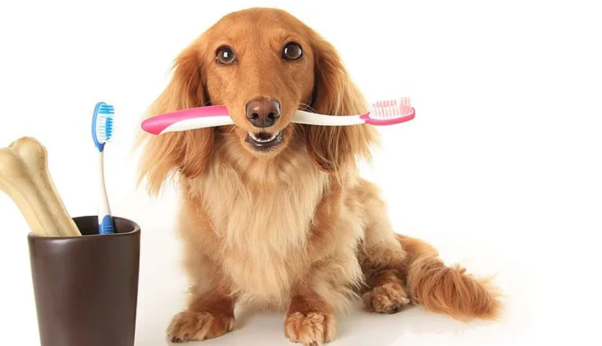 Dental Care for Pets