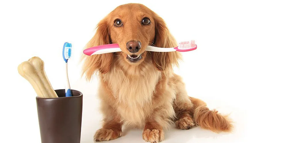 Dental Care for Pets