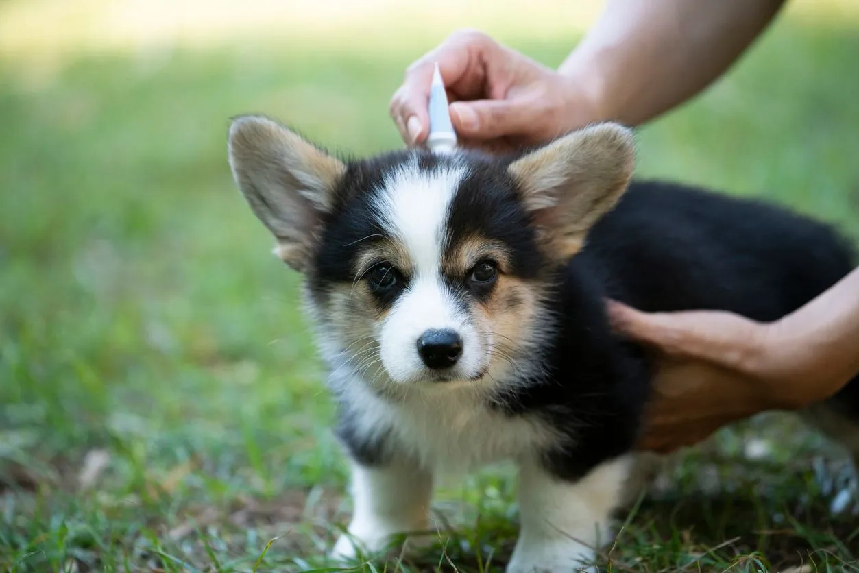 preventing parasites