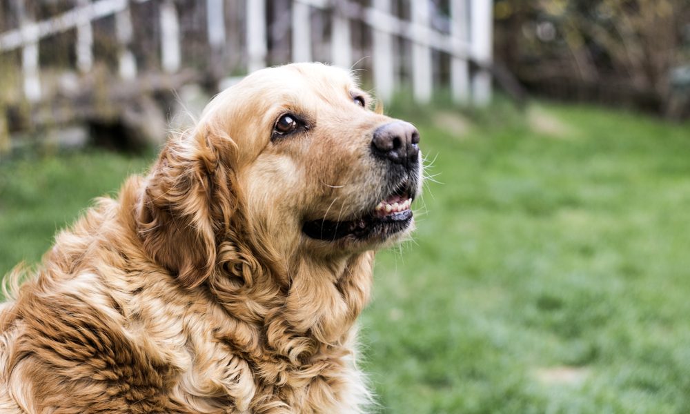 The Benefits of Senior Pet Adoption: Providing Love and Care in Their Golden Years