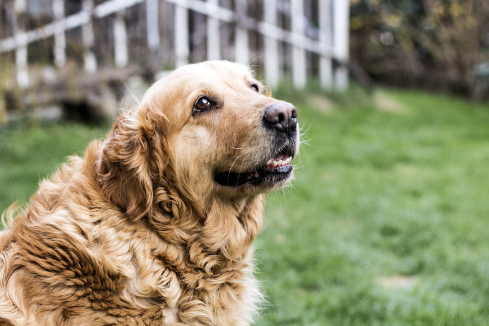 Senior Pet Adoption